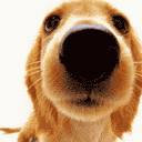 嗅嗅.gif
