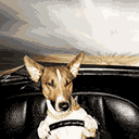 飙车族.gif